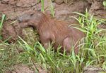 Capybara on bank of the Rio Tambopata