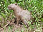 Capybara totally covered in mud on bank of the Rio Tambopata