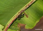 Bullet ant (Paraponera clavata)