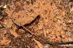 Leaf-cutter ant nest [tambopata-Tambopata_1026_3348]