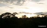 Amazon sunset over rainforest canopy