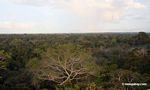 View of rain forest canopy