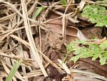 Unknown toad
