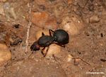 Ginormous ant on forest floor
