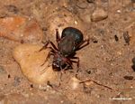 Gigantic ant on forest floor
