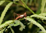 Brown grasshopper with white marking