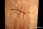 Thin stick insect on tree trunk