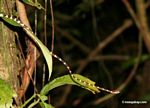 Blunt-headed tree snake (Imantodes lentiferus)