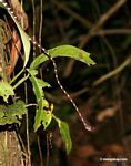 Blunt-headed treesnake (Imantodes lentiferus)