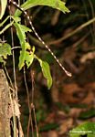 Blunt-headed tree snake (Imantodes lentiferus)