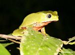 Monkey frog (Phyllomedusa bicolor) in the Amazon rain forest