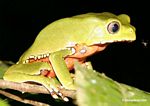 Monkey frog (Phyllomedusa bicolor) [tambopata-Tambopata_1026_3773a]