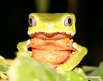 フタイロネコメガエル　（Phyllomedusa bicolor）