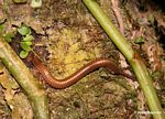 Beige millipede in the Amazon rainforest