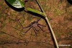 Tail-less whip scorpion (Amblypygid sp)