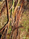 Black and yellow centipede in Amazon rainforest
