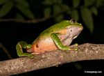 Monkey frog (Phyllomedusa bicolor) [tambopata-Tambopata_1026_3802]