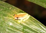 Hyla rhodopepla treefrog