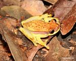 Hyla rhodopepla tree frog on forest floor