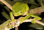 Monkey frog (Phyllomedusa bicolor) just awakened