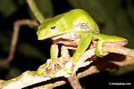 Sleepy Monkey frog (Phyllomedusa bicolor)