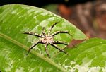 Rainforest spider