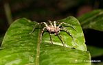 Rainforest spider