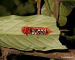 Red-orange, black, white, and maroon caterpillar on underside of leaf