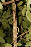 Common cat-eyed snake (Leptodeira annulata) climbing tree
