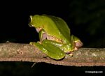 Monkey frog (Phyllomedusa bicolor) as viewed from behind