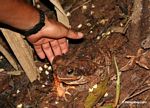 Cane toad (Bufo marinus) next to human hand for scale