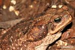Cane toad (Bufo marinus) in the Amazon rainforest of Peru