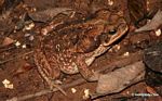 Cane toad (Bufo marinus) in the wild