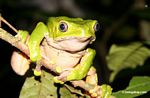 Rana mono (Phyllomedusa bicolor)