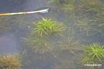 Foxtail growing as aquatic plant in an Oxbow lake in the Peruvian Amazon [tambopata-Tambopata_1027_3438]