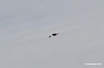White-throated Toucan (Ramphastos tucanus) in flight