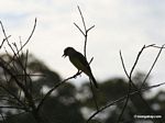 Tropical kingbird (Tyrannus melancholicus)