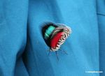 Diaethria clymena butterfly on turquoise shirt