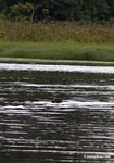 Giant river otters (Pteronura brasiliensis) in Tres Chimbadas oxbow lake