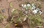 Caeruleuptychia lobelia;  Perrhybris pamela and yellow and black butterflies