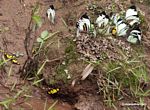 Group of Male Perrhybris pamela and yellow and black butterflies