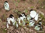 Group of Male Perrhybris pamela butterflies feeding on minerals in clay along the Rio Tambopata