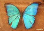 Blue morpho butterfly (Morpho menelaus)