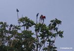 Macaws in tree