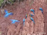 Macaws feeding on clay lick [tambopata-Tambopata_1027_3898]