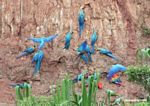 Macaws feeding on clay wall