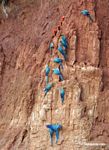Macaws feeding on clay wall [tambopata-Tambopata_1027_3982a]