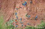 Blue-and-yellow macaws (Ara ararauna); Yellow-crowned parrots (Amazona ochrocephala); and Scarlet macaws feeding on clay [tambopata-Tambopata_1027_4058]