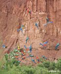 Blue-and-yellow macaws (Ara ararauna); Yellow-crowned parrots (Amazona ochrocephala); and Scarlet macaws feeding on clay [tambopata-Tambopata_1027_4059]