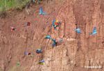 Macaws in flight [tambopata-Tambopata_1027_4086]